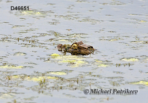 Broad-snouted Caiman (Caiman latirostris)